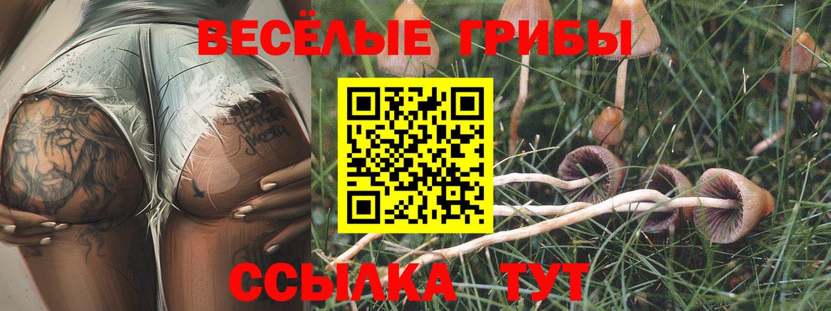 Псилоцибиновые грибы Cubensis Тольятти